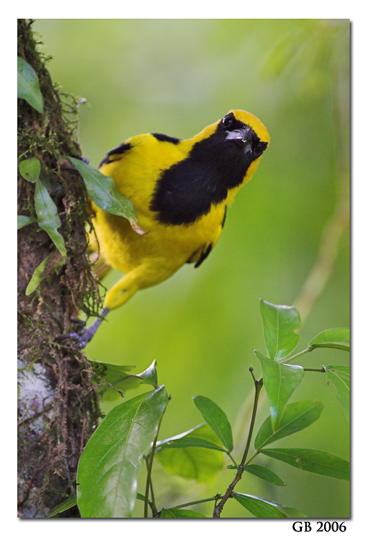 YELLOW-TAILED ORIOLE